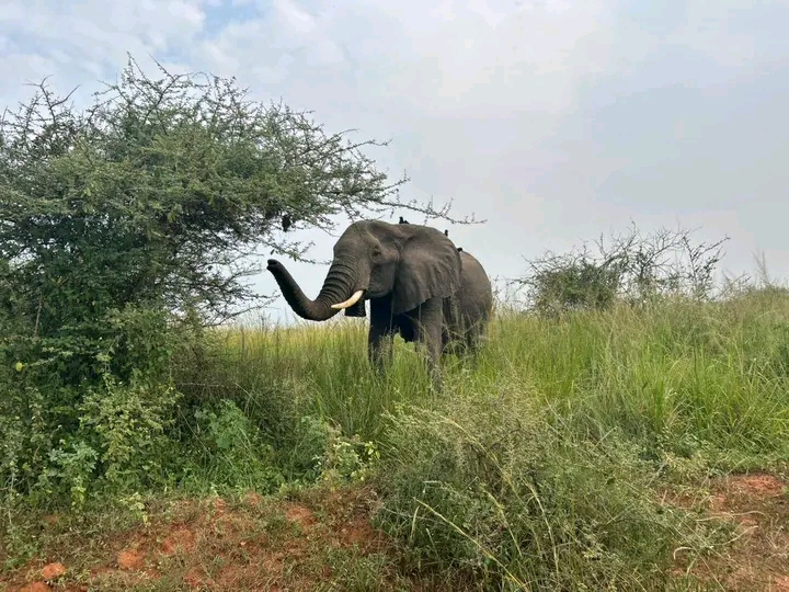 Elephants in savannah